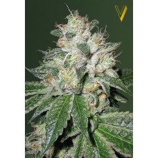 Семена конопли Auto OG Kush Автофеминизированные Victory seeds